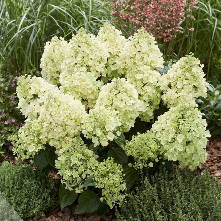 Hortenzija 'Bee Happy' (Piegāde 20.-22. aprīlī)