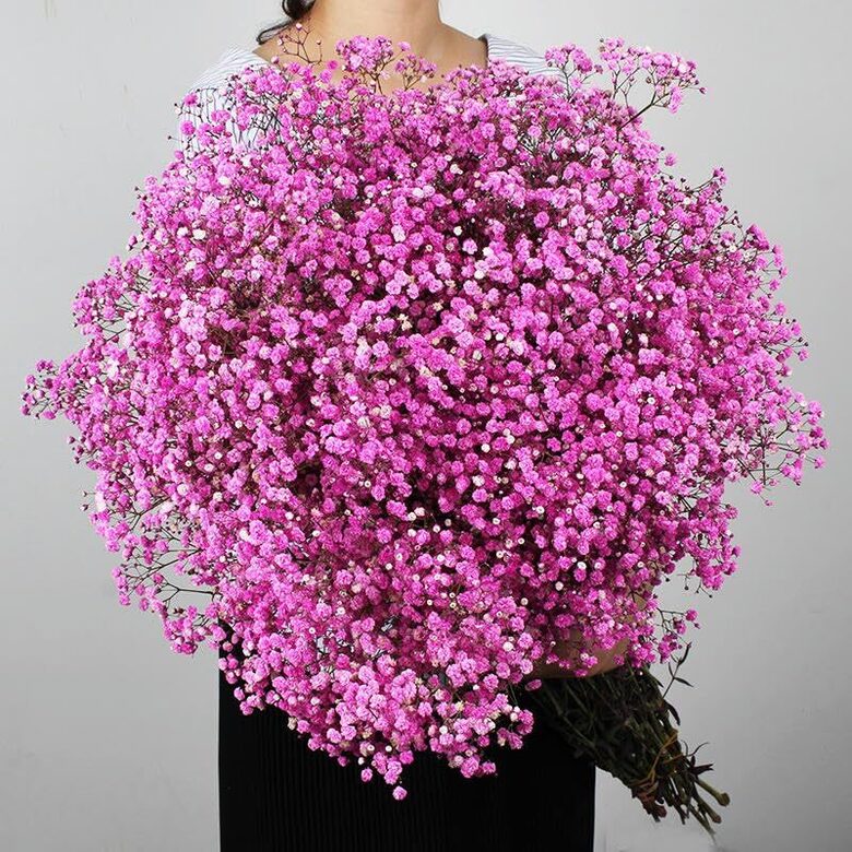 Ģipsene 'Rosenshleier'  