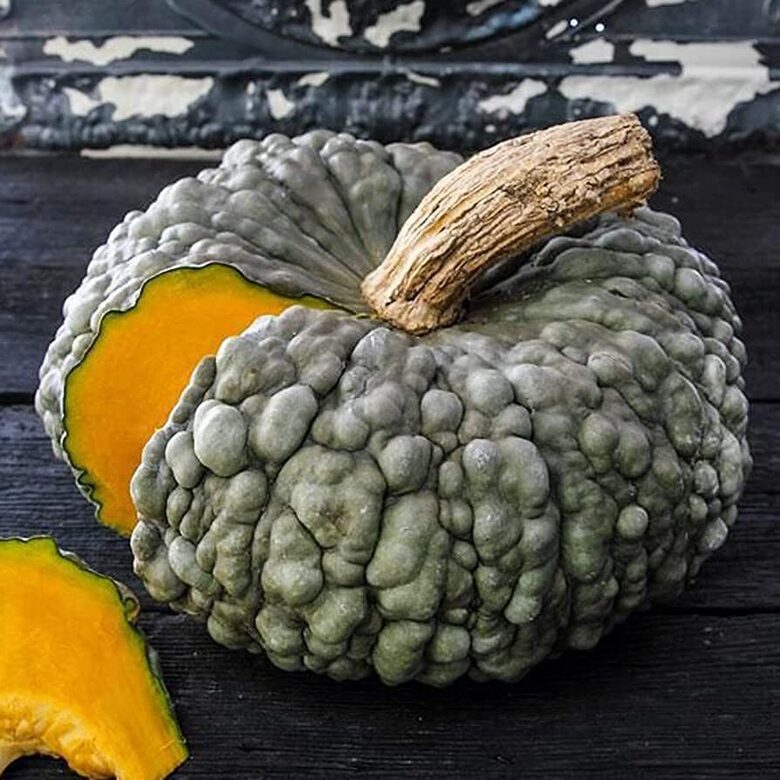 Ķirbis 'Marina di Chioggia'