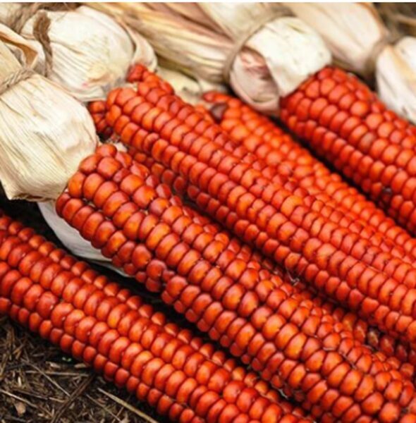 Kukurūza 'Bronze Orange'