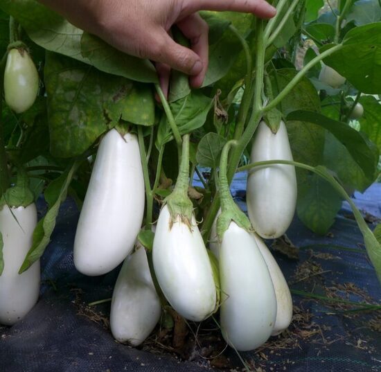 Baklažāns 'Casper'