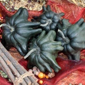 Ķirbis 'Melnie Pirkstiņi'