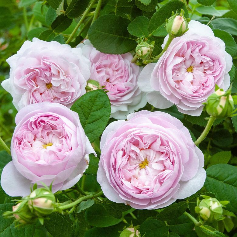 Roze 'Duchesse de Montobello'