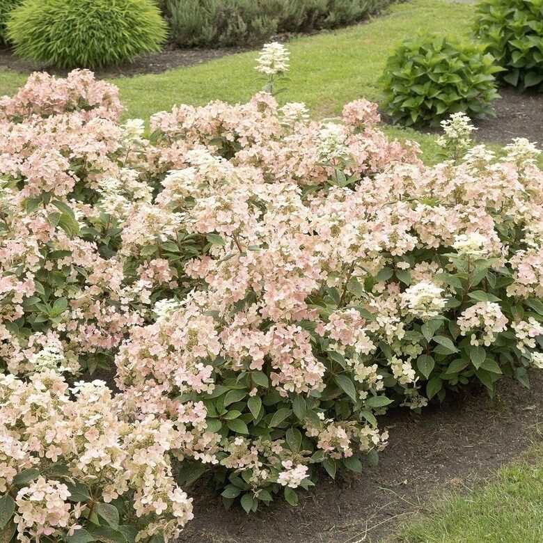 Zemā hortenzija ''Polestar"