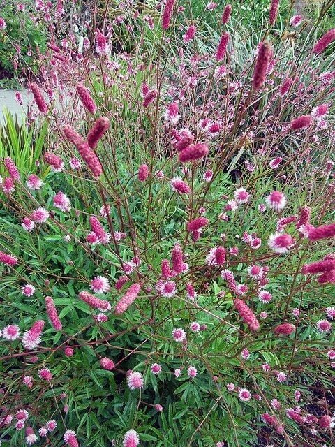 Brūnvālīte “Pink Tanna”