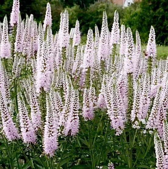 Vārpu veronika “First Choice”