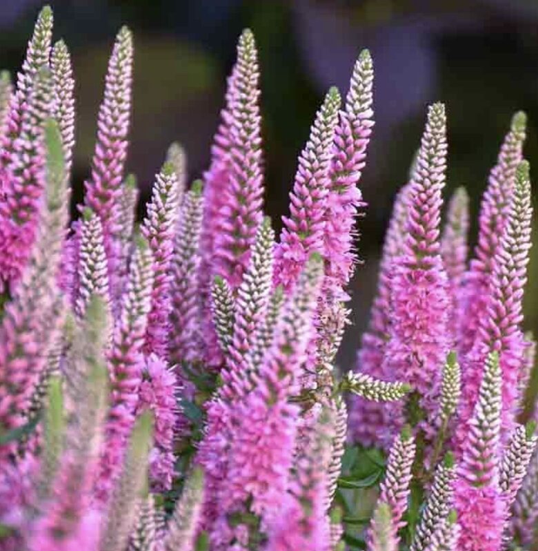 Vārpu veronika “First Love”