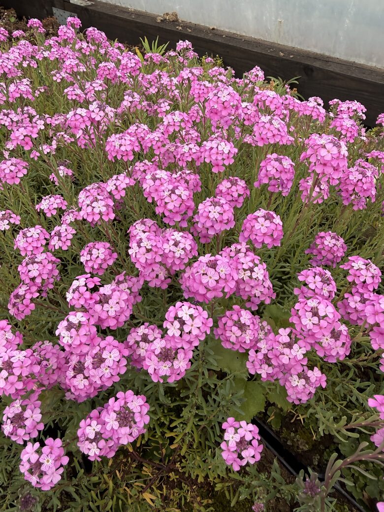 Akmens krese 'Warley Rose'