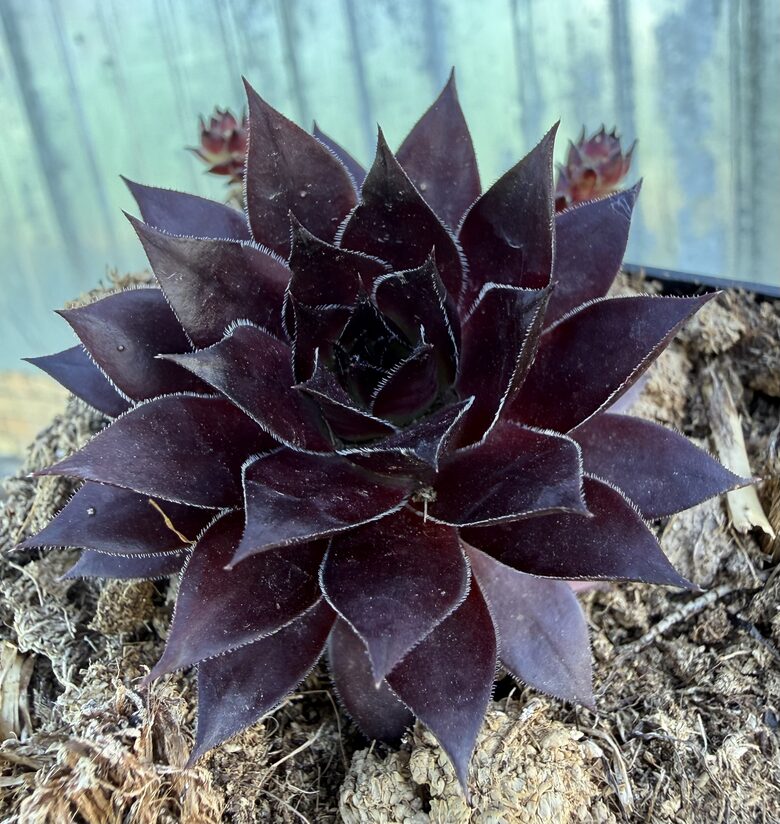 Saulrietenis 'Pineapple Paradise'