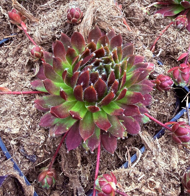 Saulrietenis 'Cinnamon Starburst'