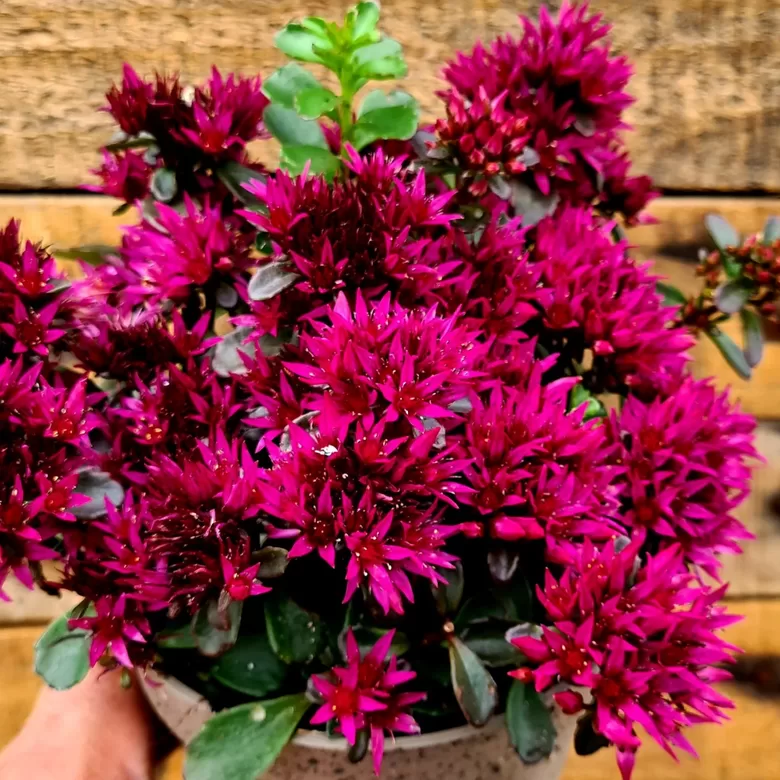 Laimiņš 'Rose'