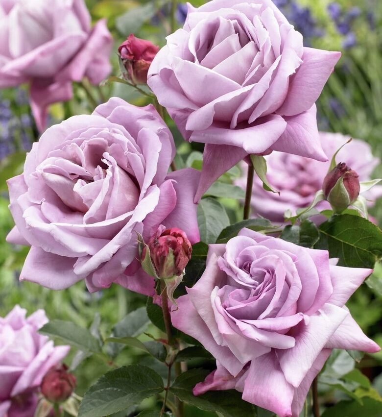 Roze 'Blue Girl'