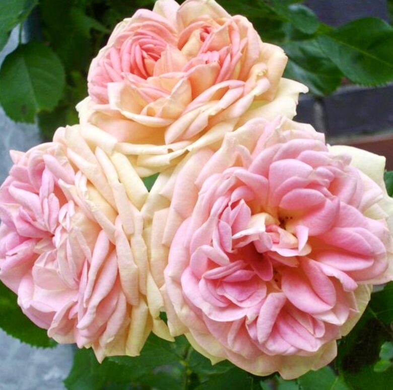 Vīteņroze 'Alchymist'