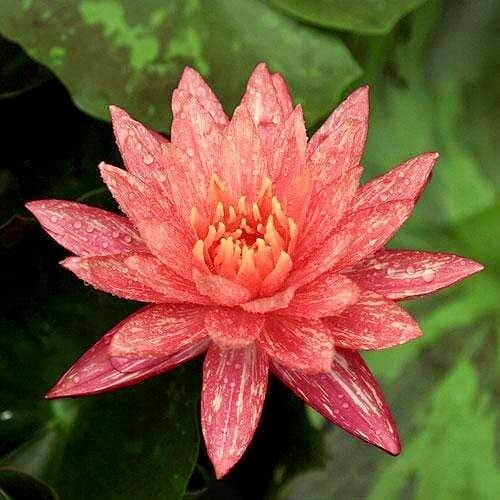 Ūdensroze 'Wanvisa'  (pieejams no jūnija)