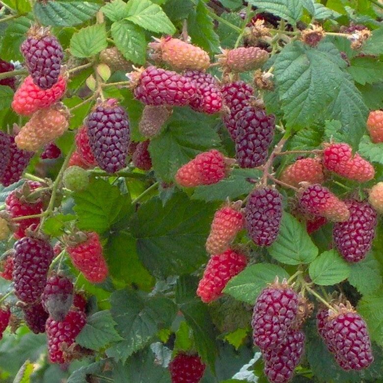 Kazeņavene “Tayberry” 