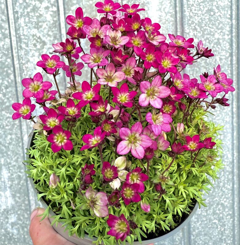 Akmeņlauzīte “Pink Shades”