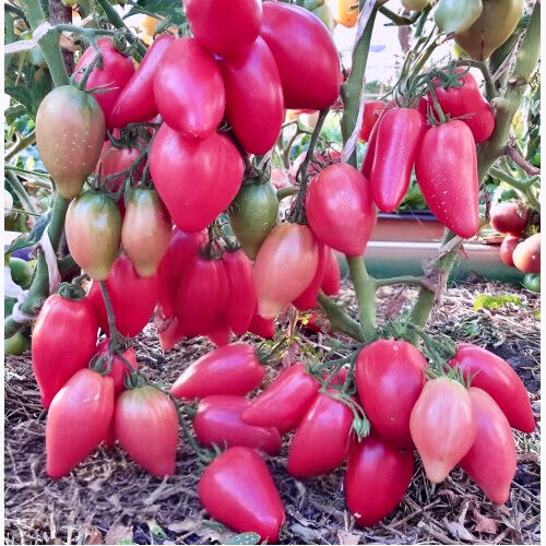 Balkona tomāti “Plumbrella Rosy Pink”  (pieejams no jūnija)