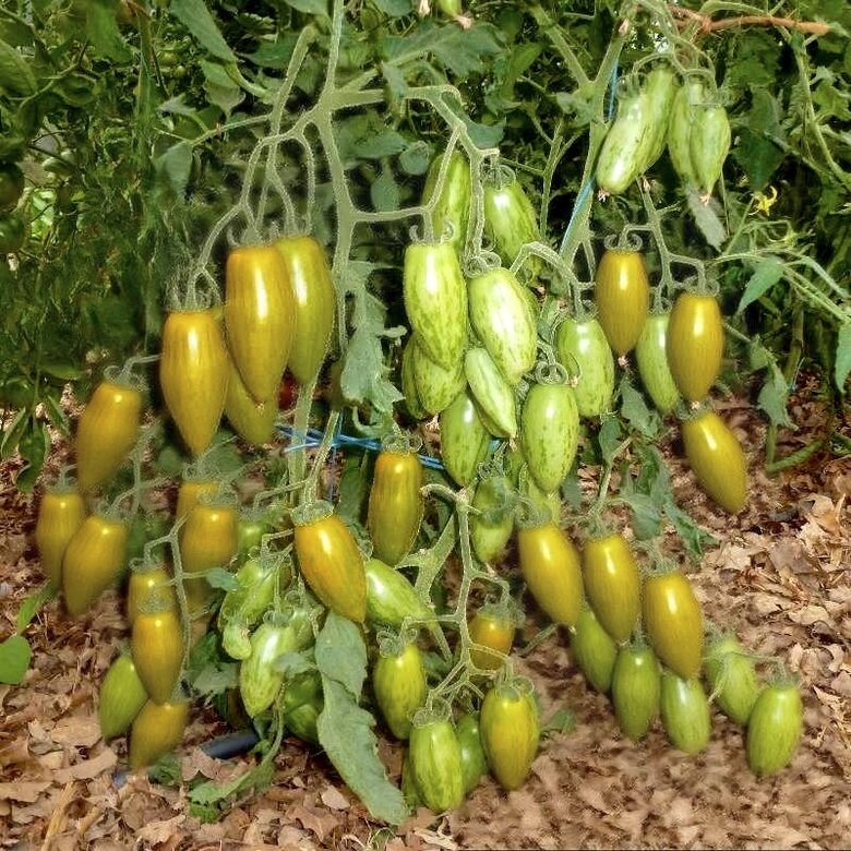 Nokarenie balkona tomāti “Favorie de Bretagne” (pieejams no jūnija)