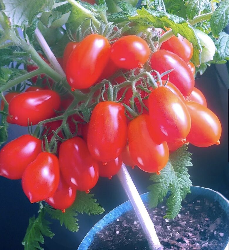 Balkona tomāti “Laura” (pieejams no jūnija)