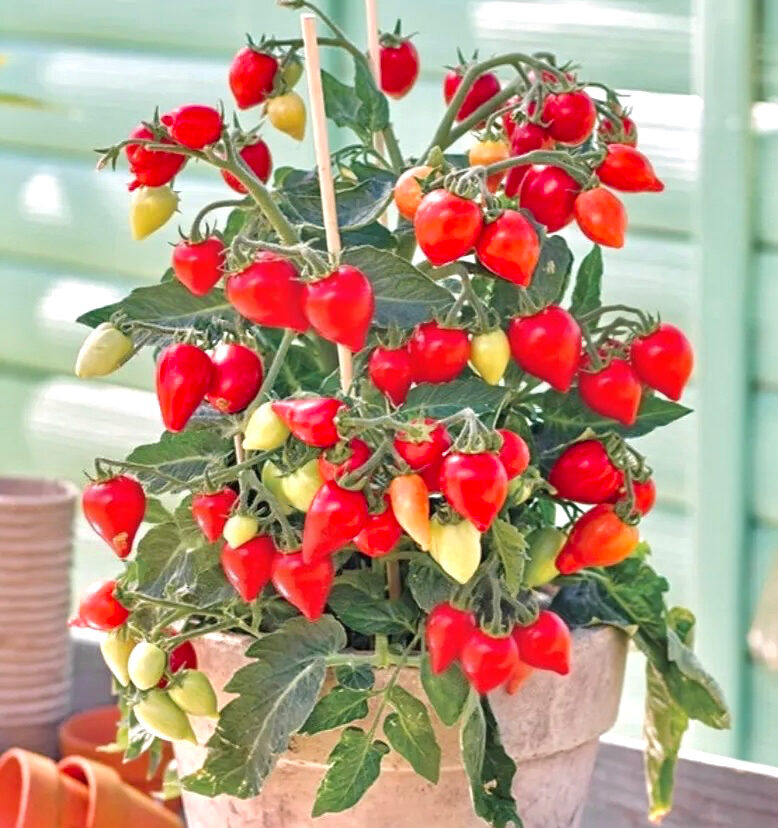 Balkona tomāti “Little Heartbreaker” (pieejams no jūnija)