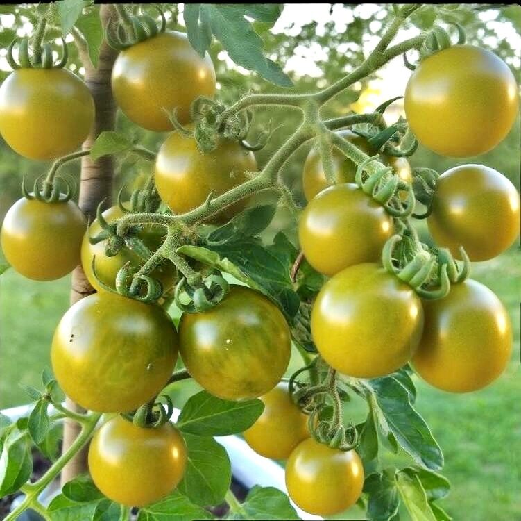 Balkona tomāti “Fat Frog Micro” (pieejams no jūnija)