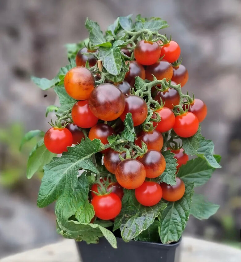 Balkona tomāti “Inkspot”  (pieejams no jūnija)