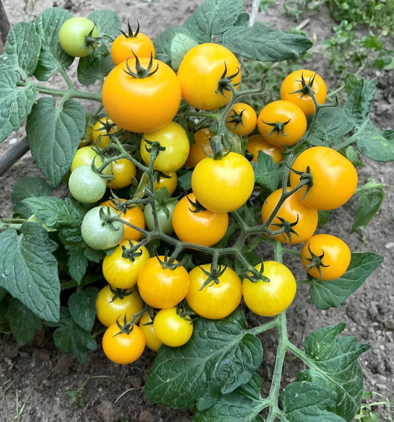 Balkona tomāti “Primagold”  (pieejams no jūnija)