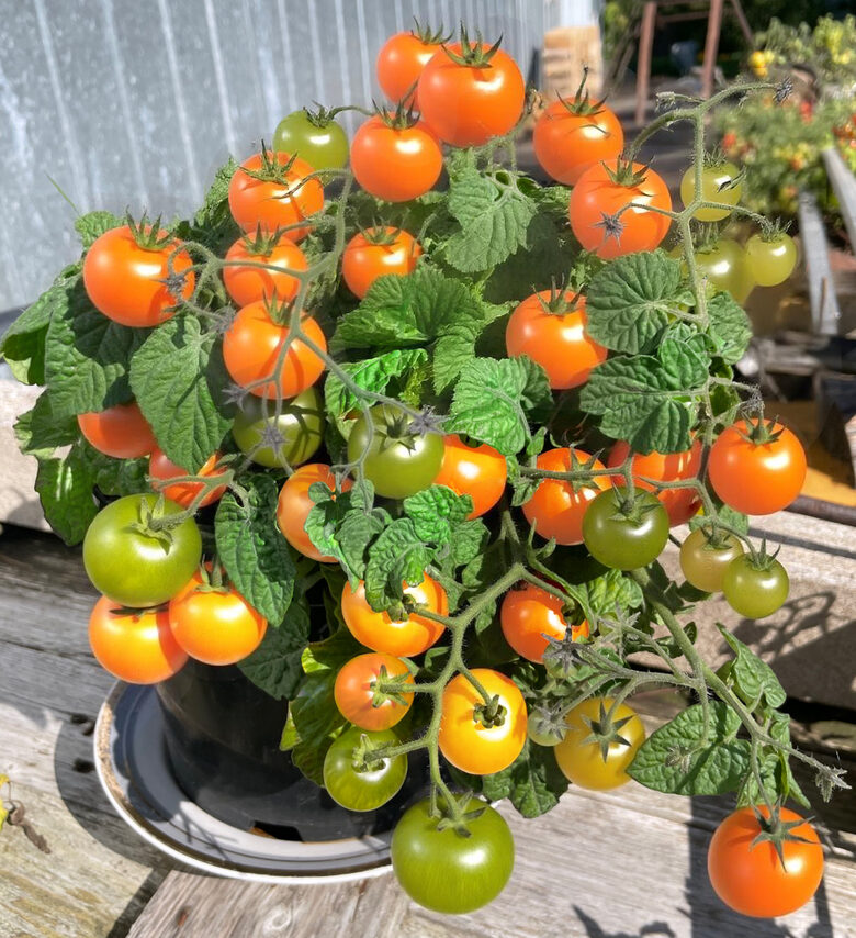 Balkona tomāti “Venus”  (pieejams no jūnija)