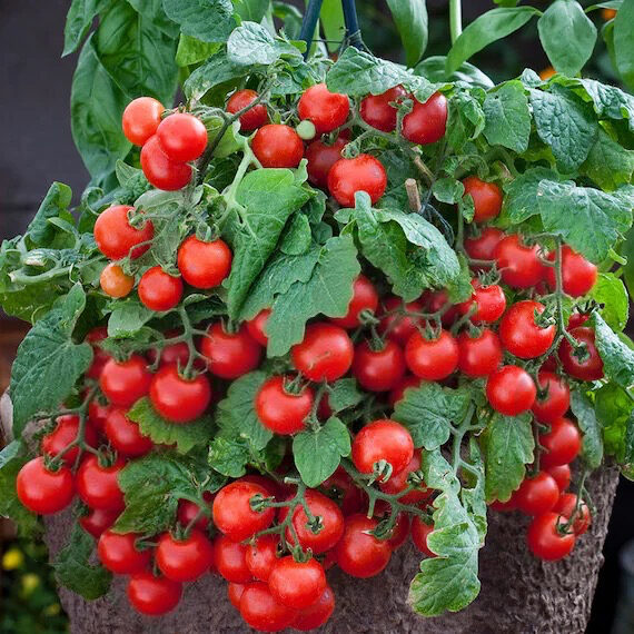 Balkona tomāti “Minibel” (pieejams no jūnija)