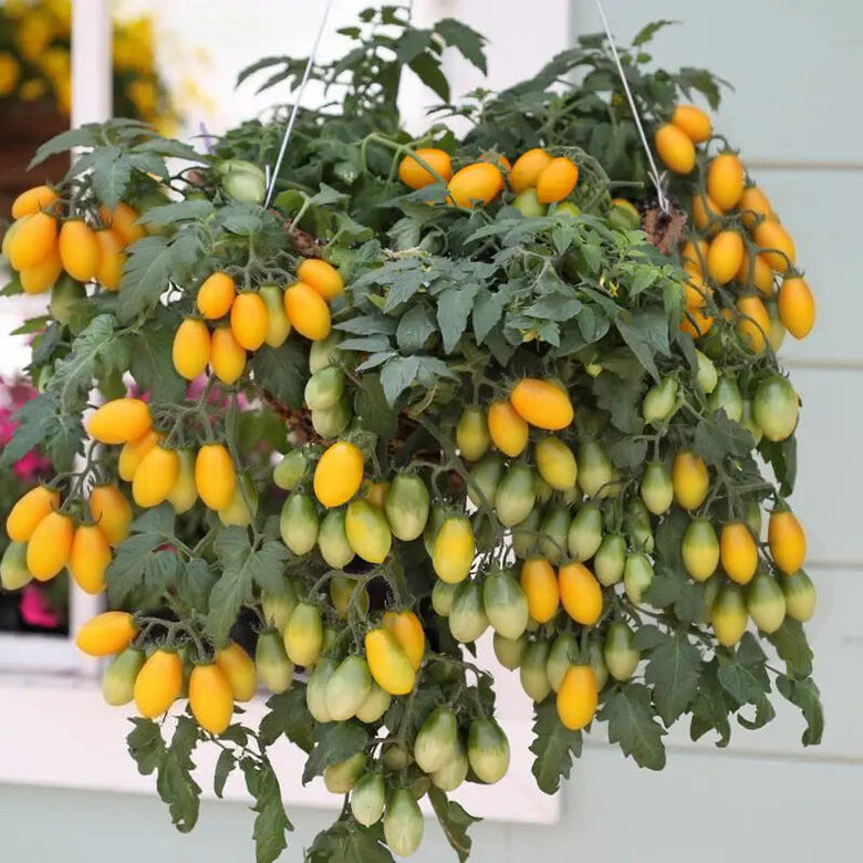 Balkona tomāti “Peardrops”  (pieejams no jūnija)