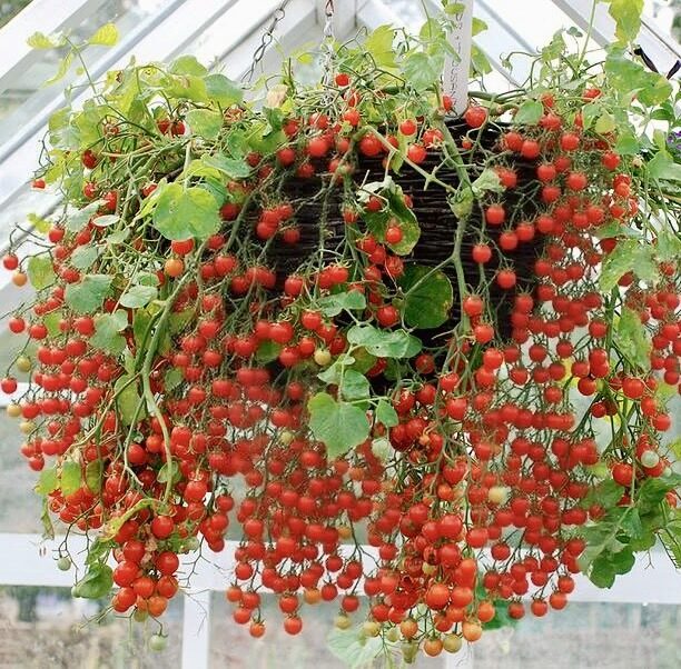 Balkona tomāti “Tumbling Tom Red”  (pieejams no jūnija)