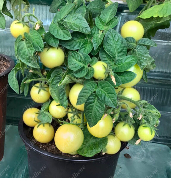 Balkona tomāti “Titmouse”  (pieejams no jūnija)