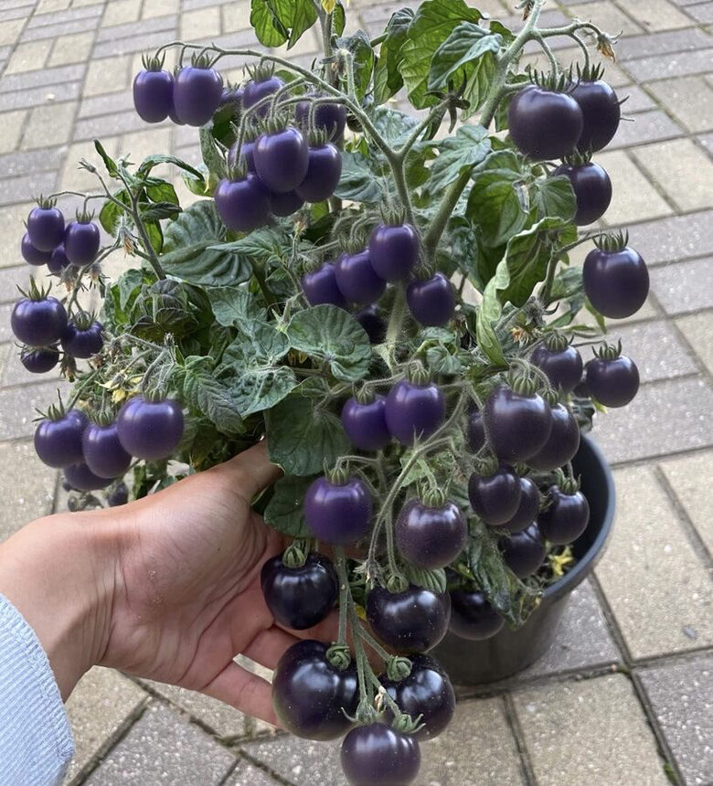 Balkona tomāti “Purple Boy”  (pieejams no jūnija)