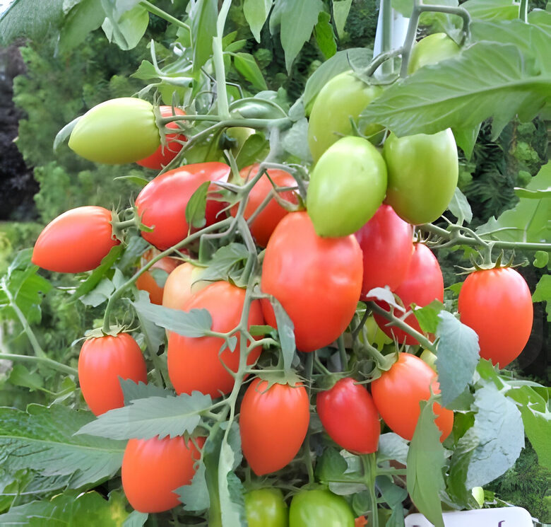 Balkona tomāti 'Window Dwarf' (pieejams no jūnija)