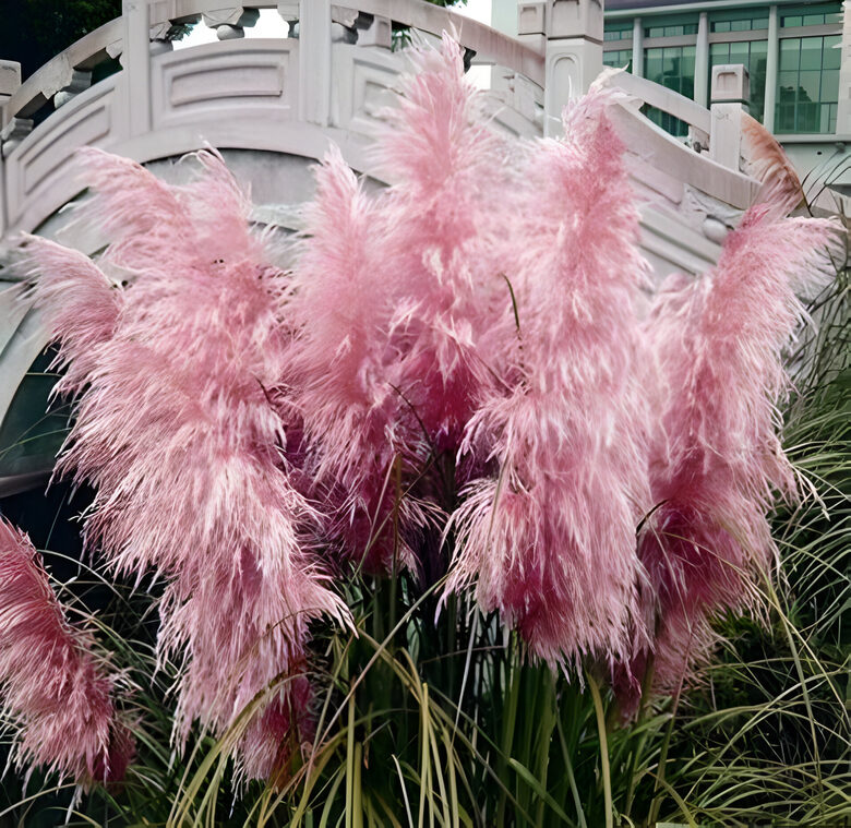 Cortaderia selloana 'Rosea'