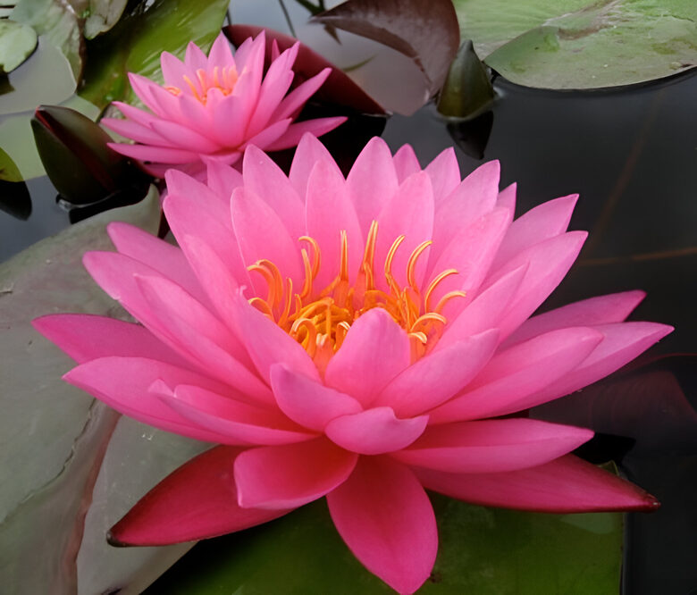 Nymphaea 'Mayla'