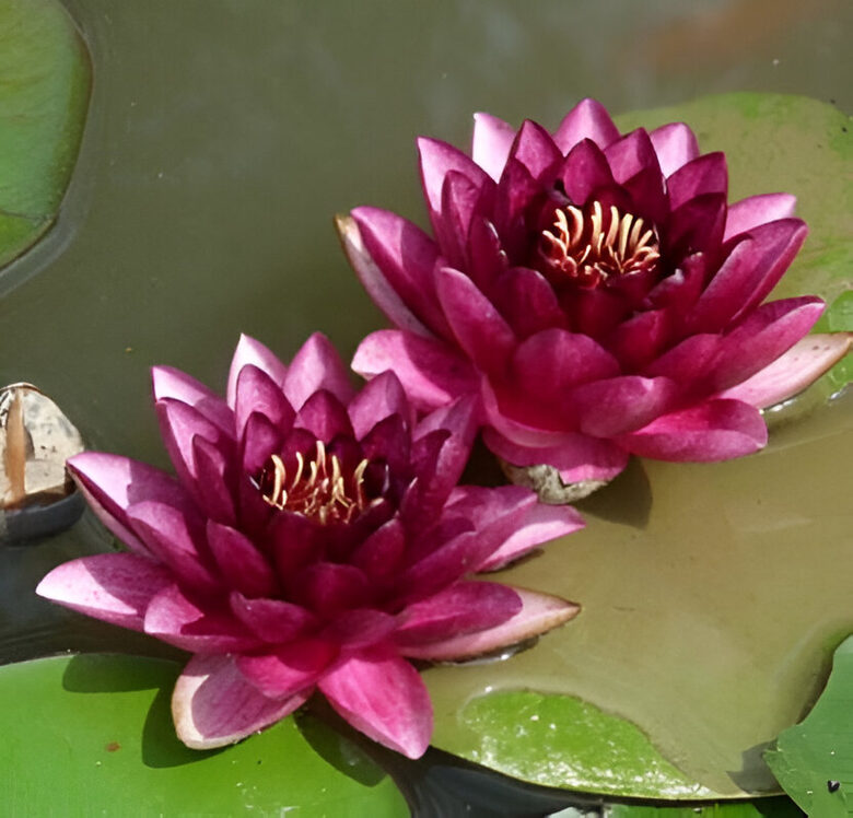 Ūdensroze 'Almost Black' (pieejams no jūnija)