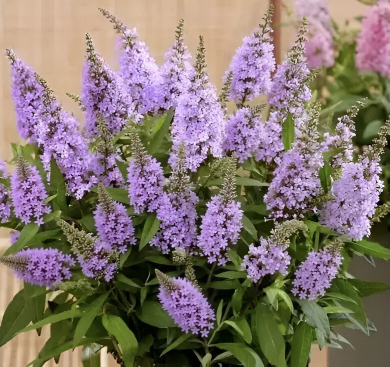 Budleja “Butterfly Candy Little Sweetheart”