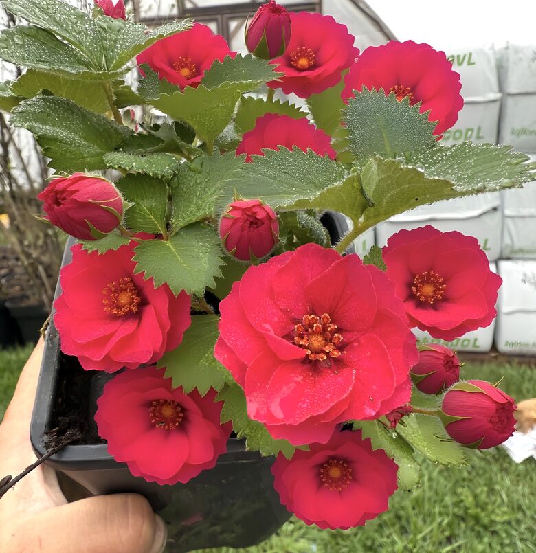 Zemene “Summer Breeze F1 Cherry Rose”  (pieejams no jūnija)