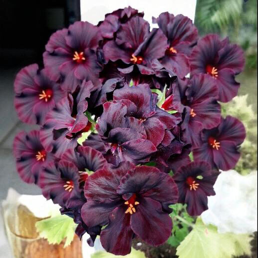 Pelargonium “Aristo Black Beauty”