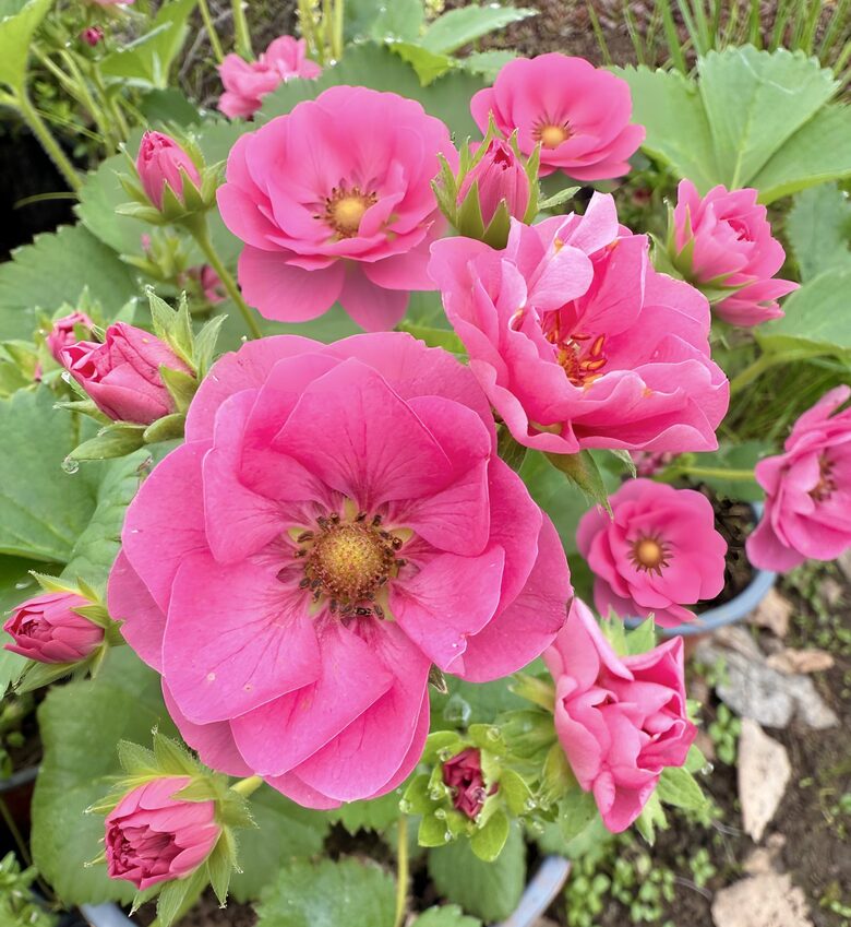 Zemene ''Toscana F1''   