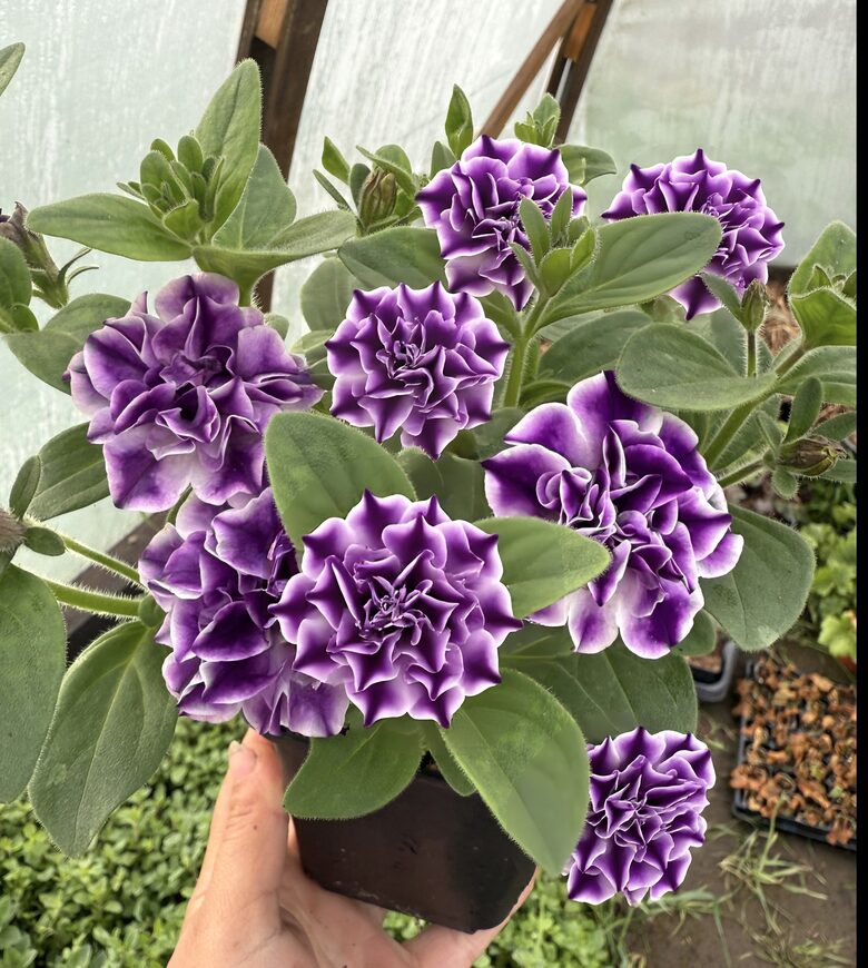 Petunia 'Blueberry Twist'