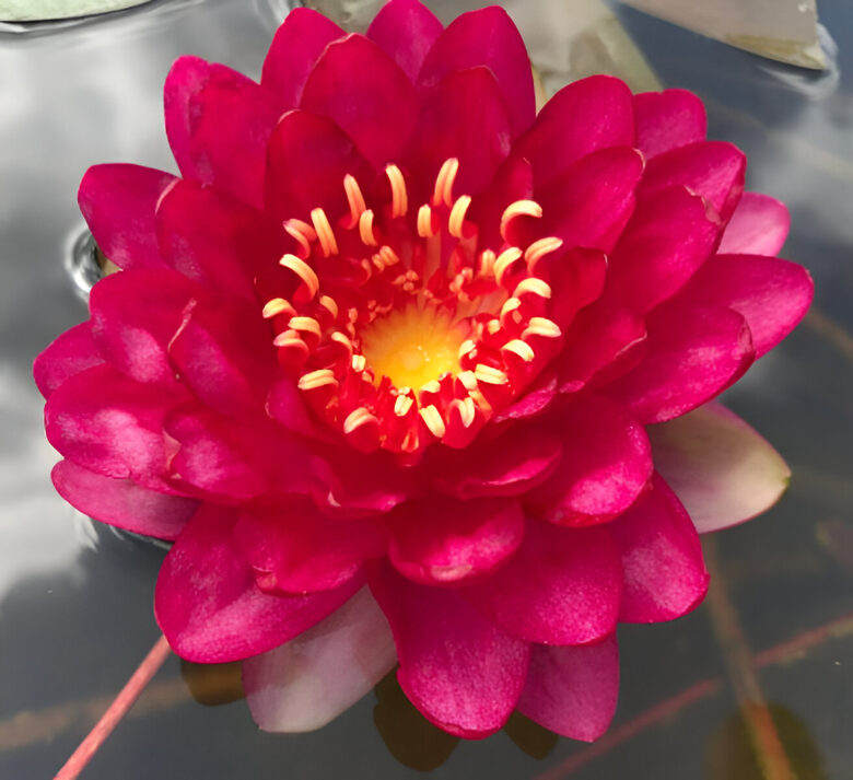 Nymphaea 'Manee Red'