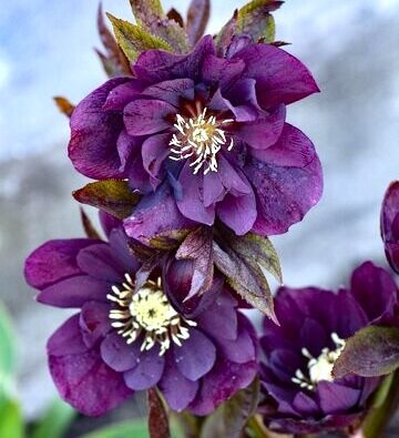 Helleborus “Double Ellen Purple”