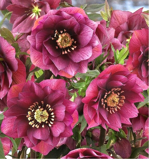 Helleborus “Double Ellen Red”
