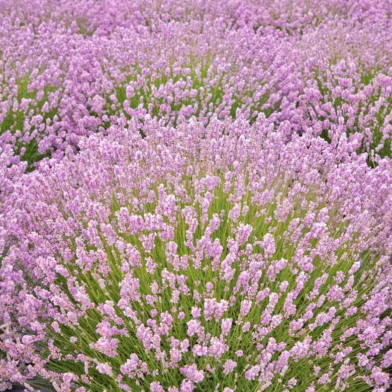 Lavanda “Rosea” (pieejams no jūnija)