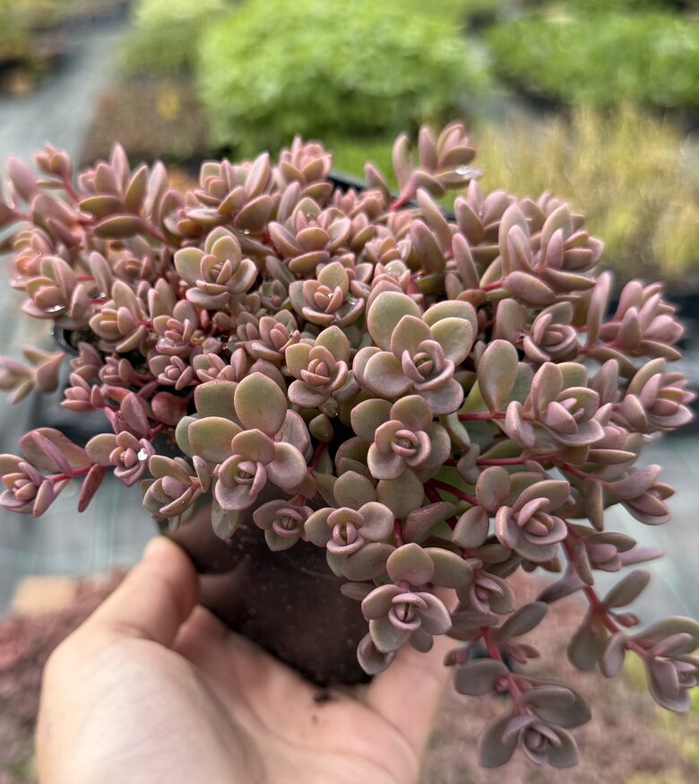 Laimiņš 'Rosenteppich' (pieejams no jūnija)