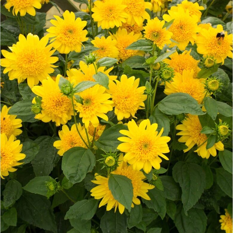 Ziemcietīgā saulespuķe “Double Whammy”  (pieejams no jūnija)