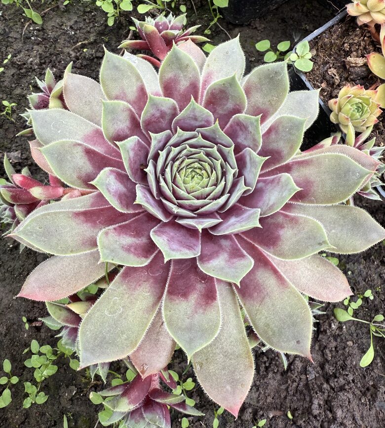 Saulrietenis 'Big Sam Purple Quartz'