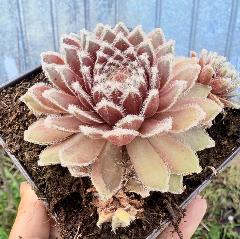 Sempervivum 'Rosa Madchen'